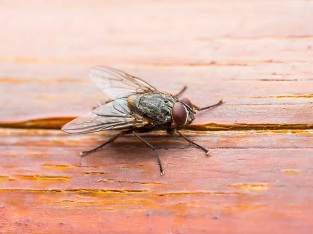 Kendalikan Lalat, Cegah Penyakit